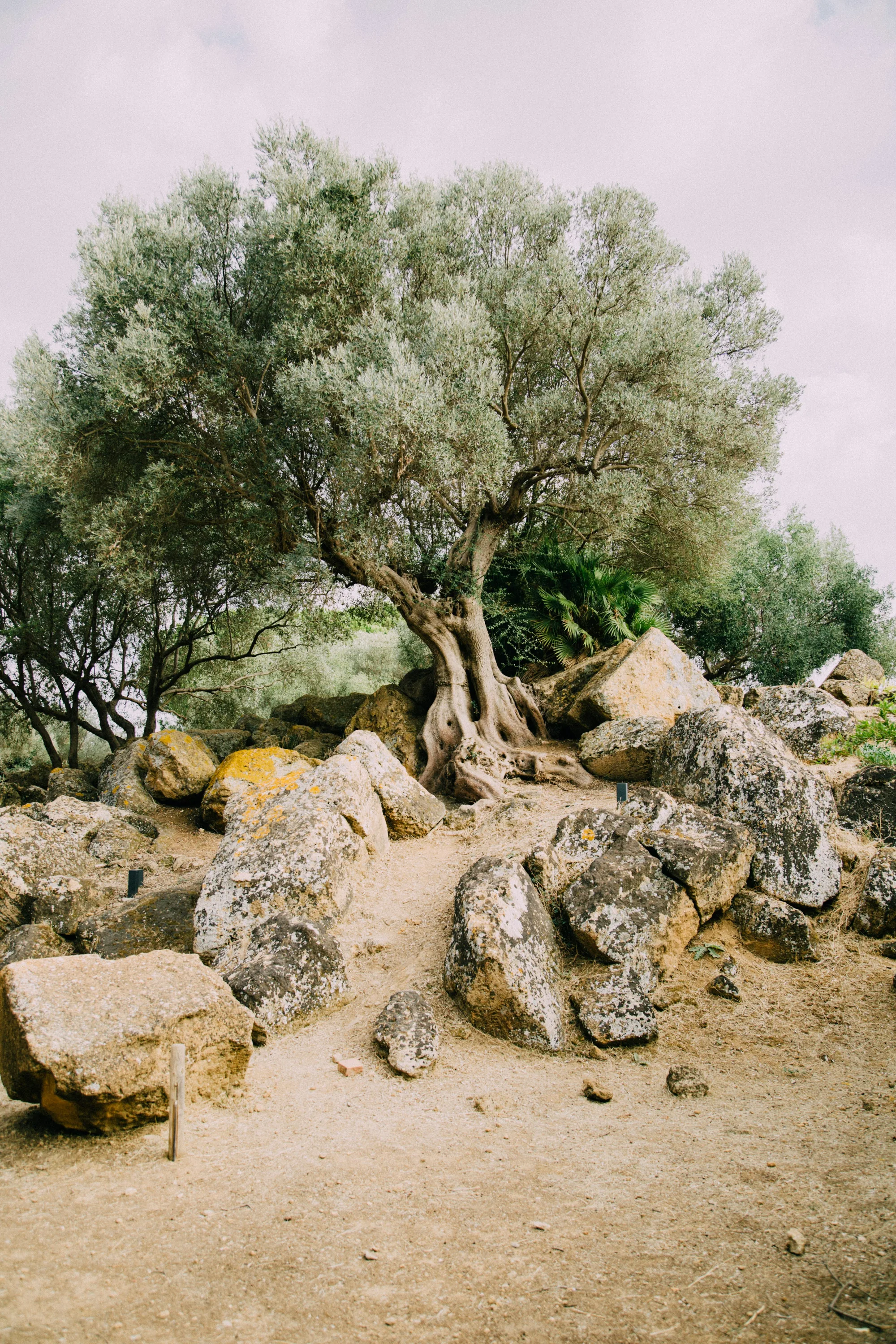 Olijfboom in Siciliaans landschap